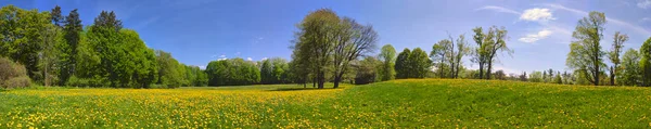 Vista Panorâmica Primavera Parque Com Dente Leão — Fotografia de Stock