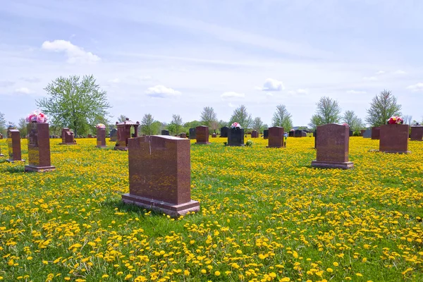Utsikt Över Kyrkogården Med Maskrosor Och Grön Gräsmatta Våren — Stockfoto