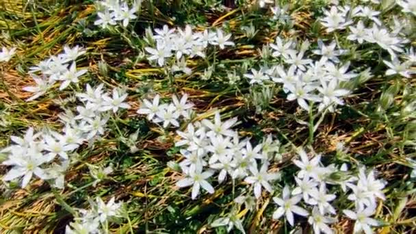 Vackert Vårlandskap Ontario Kanada Med Fält Vita Vilda Blommor — Stockvideo