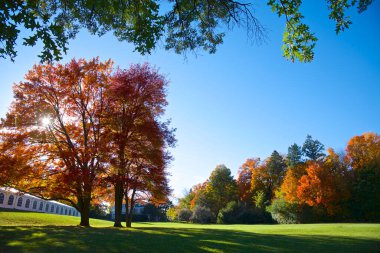 Sonbaharda akçaağaç yapraklarının arasından güneş ışığıyla gün doğumu