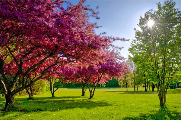 Lente Destello Con Manzanos Cangrejo Plena Floración Primavera —  Fotos de Stock