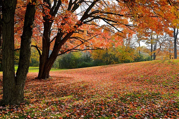 Hojas Arce Cubrieron Suelo Otoño —  Fotos de Stock