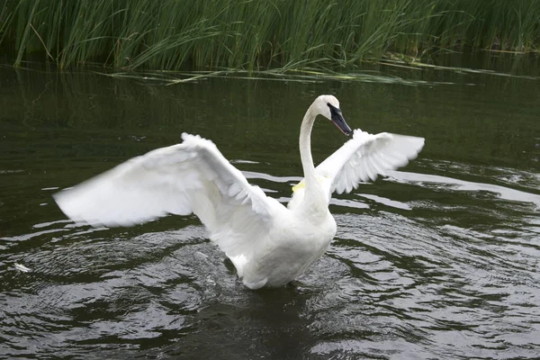 Swan flapping wings to serve as a threat display.  when other birds are approached by a potential predator.