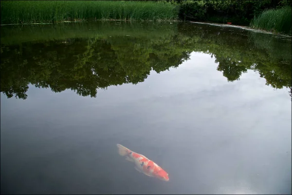 Wildlife koi fish swimming in the pond of a public park