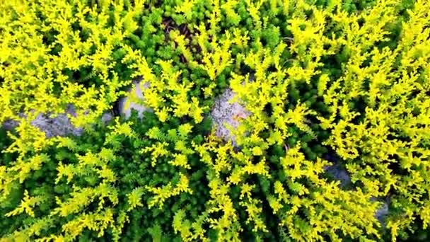地面上的黄色和紫色的花盖住了后院花园里的植物 — 图库视频影像