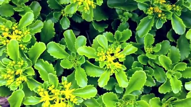 后院里的绿色石冠 开着黄色的花 — 图库视频影像