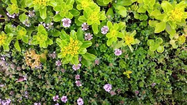 Stonecrop Plants Ground Cover Plants Garden — Stock Video