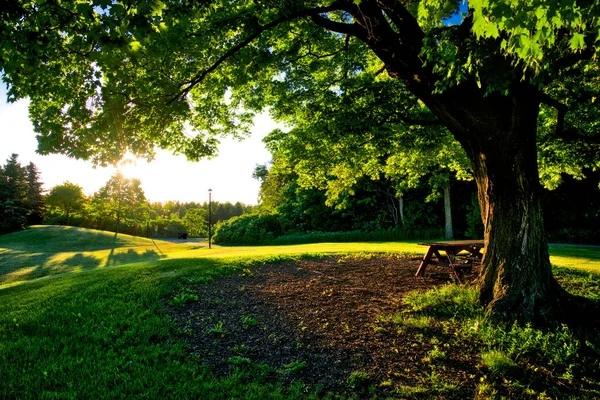 Morning Sunlight Shines Maple Tree Park Park Bench — Foto Stock