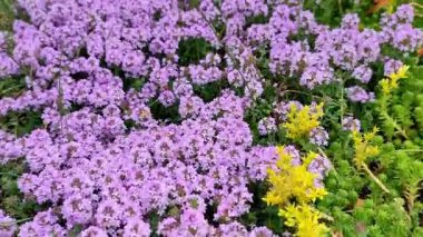 Bahçedeki sulu bitkilerin kamera hareketleri.