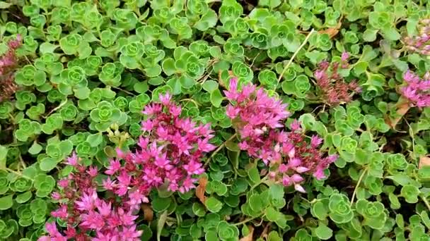 High Angle View Stonecrop Plant Pink Flowers — Stock videók