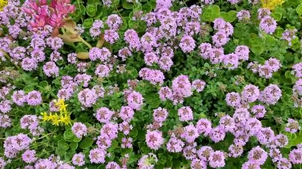 Ground Cover Plants Panning Camera Movement — Vídeo de Stock