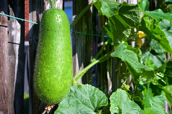 Organic Fuzzy Melon Climbing Fence Part Urban Gardening Project Seen —  Fotos de Stock
