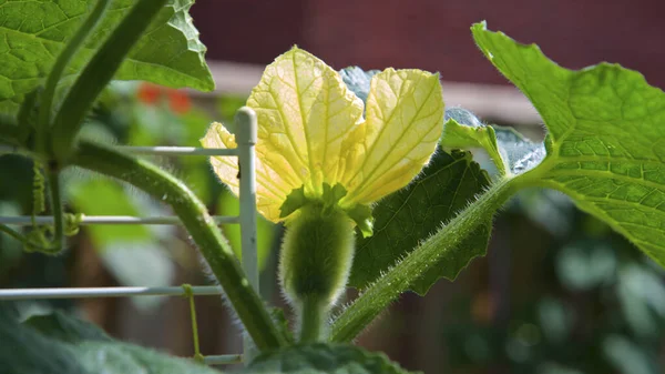 Young Winter Melon Plant Seen Sunny Summer Day —  Fotos de Stock