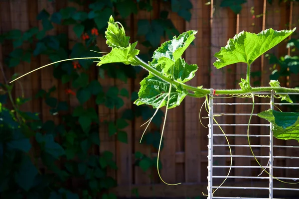 Organic Winter Melon Plant Climbing Fence Urban Gardening Project Sunny —  Fotos de Stock