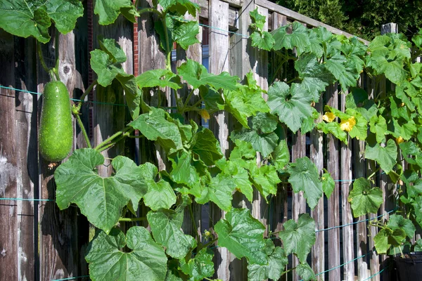 Urban Gardening Project Organic Fuzzy Melons Climbing Fence —  Fotos de Stock