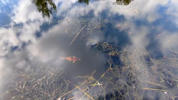 Koi Fish Swimming Reflection Sky — Stockvideo