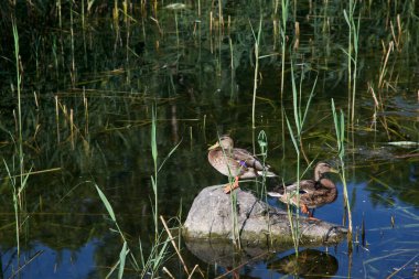 Ducks sunbathing on the pond of a public park