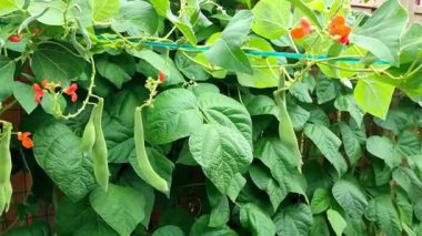 Pole Beans with blue sky background