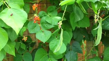 Pole Beans in the vegetable garden
