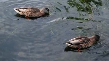 Ducks swimming on the pond of a public park