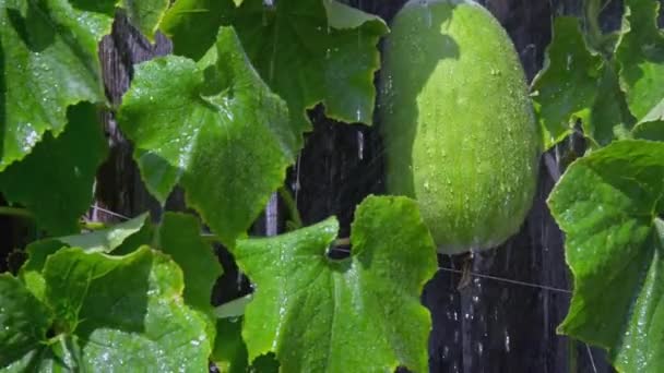 Heavy Rain Fuzzy Melon Vegetable Garden — Vídeo de Stock