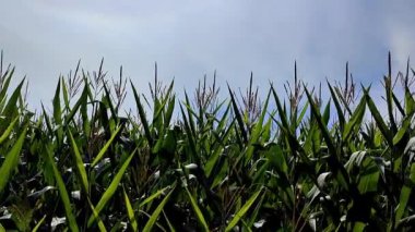 Cornrow in a plant field with the blue sky background