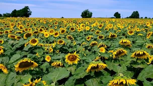 Panoramic View Sunflower Field — Vídeo de Stock