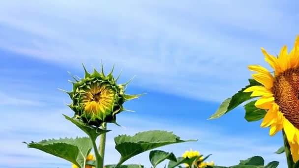 Sunflower Field Blue Sky Background — Stock Video