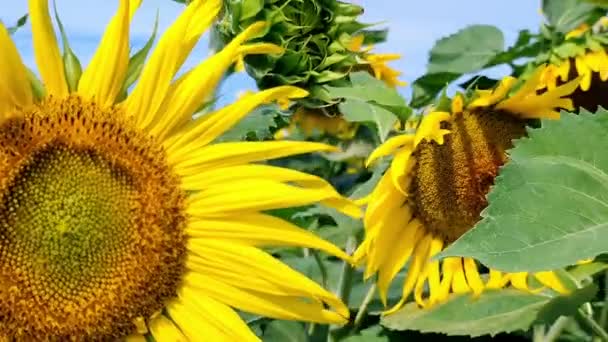 Sunflower Abundance Field Blue Bright Sky Background — Stock Video