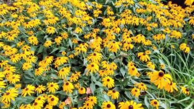 Camera movement over blooming black eyeed susan growing along a garden path, outdoors in summer