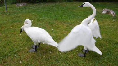Swan resting on the lawn