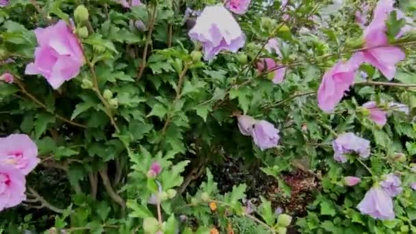 Bloeiend Paarse Bloemen Van Planten Tuin Zomer — Stockvideo