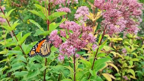 Mooie Monarch Vlinder Weide Bloemen Natuur Buiten — Stockvideo