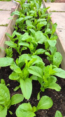 Baharda yeşil sebze bahçesi,