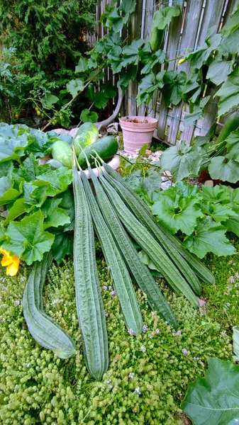 Visning Luffa Gourds Och Kinesiska Vinter Meloner Med Trädgården Bakgrund — Stockfoto