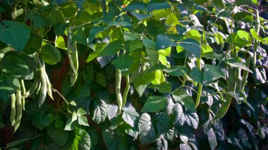 Organik yeşil fasulye arka bahçedeki tel örgüye tırmanıyor.