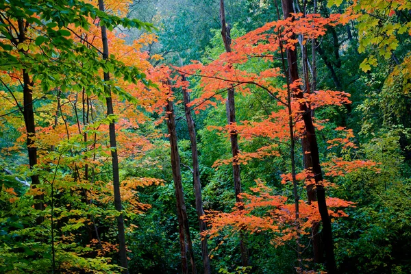 Вид Листья Красной Картошки Лесу Осенью — стоковое фото