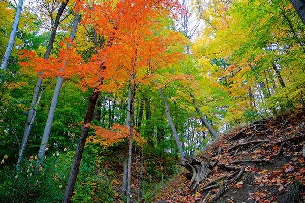 Взгляд Листья Красной Картошки Лесу Осенью — стоковое фото