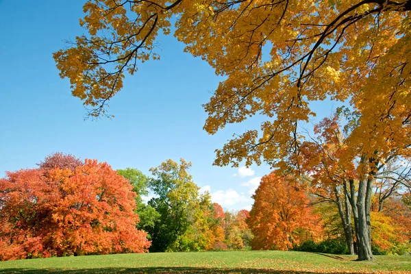 Громадський Парк Кольором Осіннього Листя Фоном Блакитного Неба — стокове фото