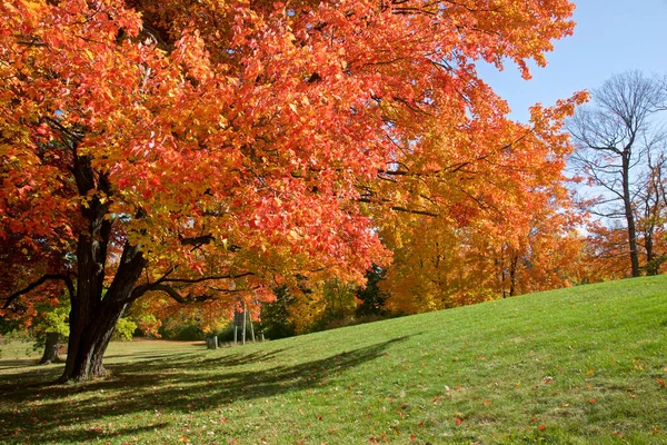 Public Park Autumn Leaf Colour Blue Sky Background — Stock Photo, Image