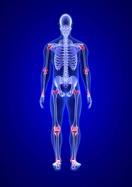 Dolor articular. Blue Human Anatomy Body y Skeleton 3D Scan renderizado sobre fondo azul desde la vista posterior — Foto de Stock