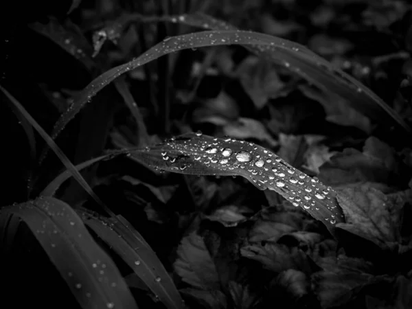 우기에는 나뭇잎에 빗방울이 생긴다 흑백의 색조가 사진을 편집하여 물방울의 모양을 — 스톡 사진