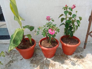 Çok amaçlı kullanım için tarla işleriyle hazır üç tencere.