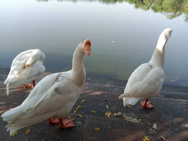 Scenic View Beautiful White Ducks Pond — Stock Photo, Image