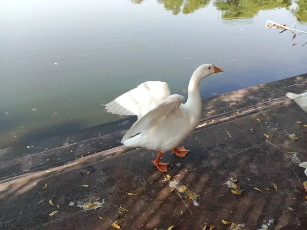 Schöne Weiße Enten Der Nähe Des Teiches — Stockfoto