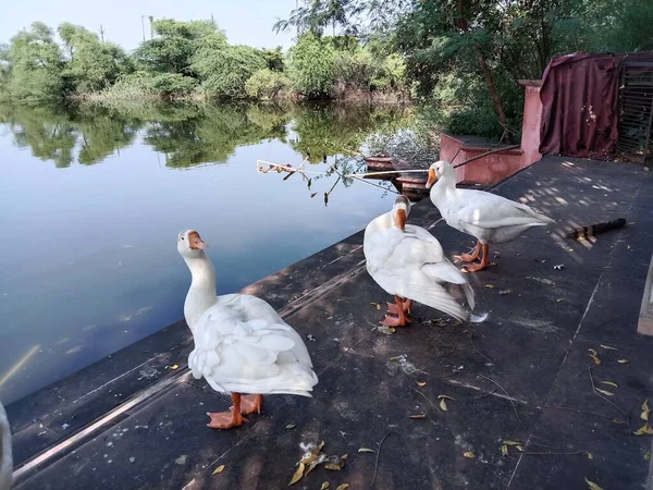 Schöne Weiße Enten Der Nähe Des Teiches — Stockfoto