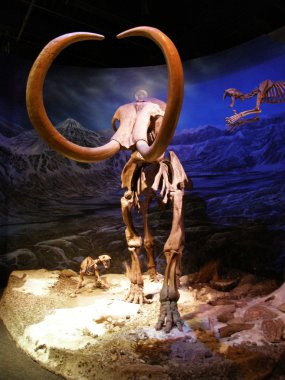 Mamut.