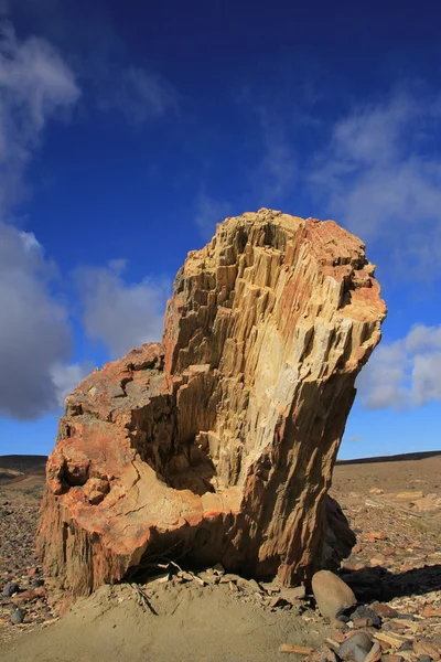 taşlaşmış ağaç