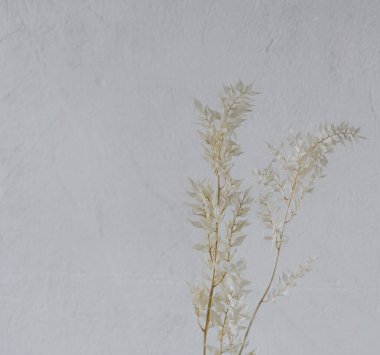 Beyaz arka planda yaprakları olan dekoratif dallar. metin için yer