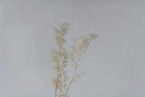 Декоративные Ветви Листьями Белом Фоне — стоковое фото